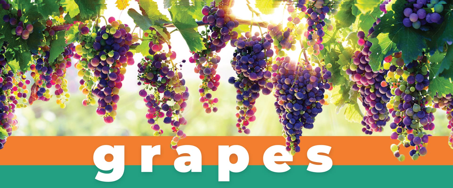 <a href="https://valleypackinginc.com/valley-packing-grapes">Grapes</a> produce in california united states