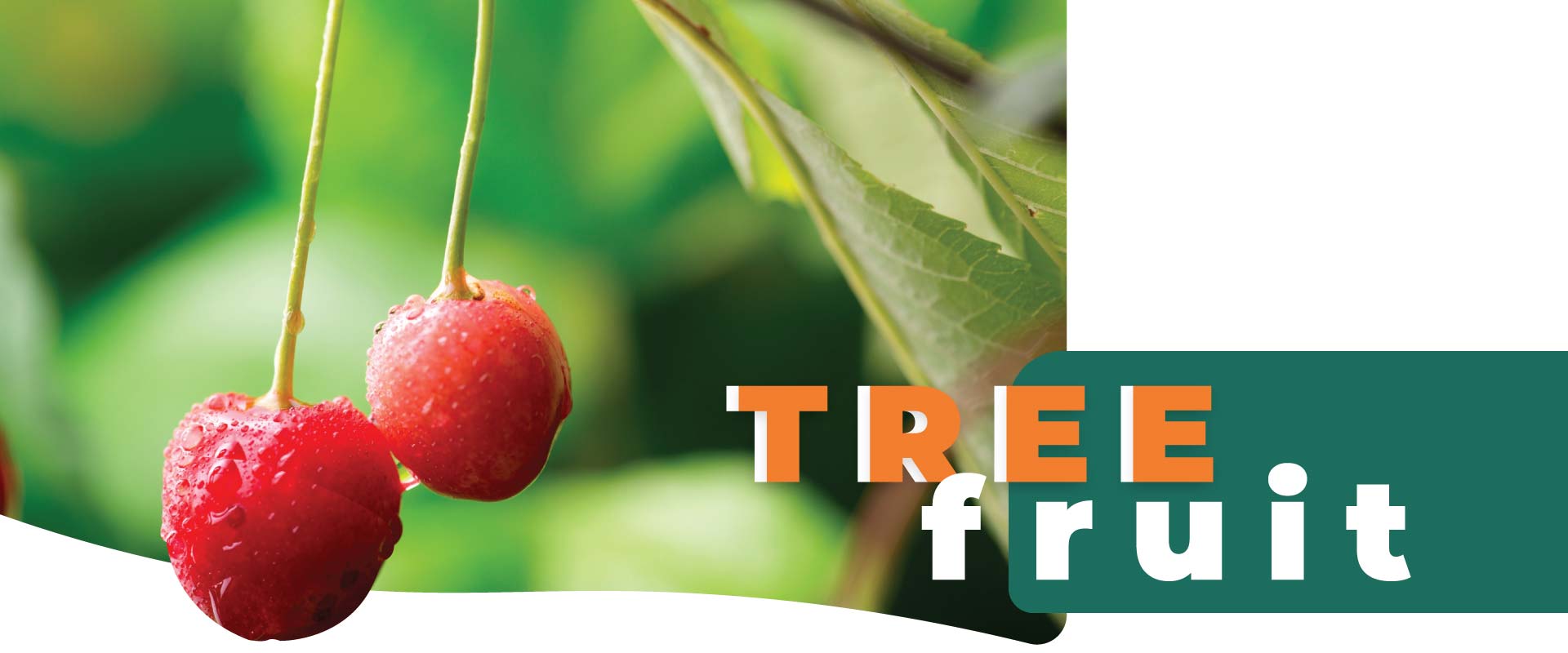 <a href="https://valleypackinginc.com/tree-fruit">Tree Fruit</a> produce in california united states